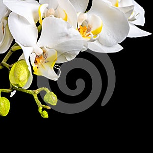 Beautiful blooming branch white orchid with dew, phalaenopsis on