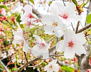 Beautiful Blooming Branch of White Sakura Flowers or Cherry Blossom Flowers Blooming on The Tree in Japan, Natural Background