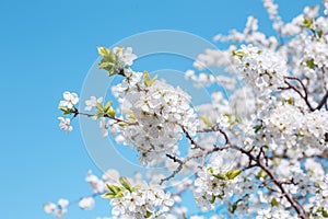 Beautiful blooming branches of cherry on blue sky background.