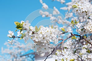 Beautiful blooming branches of cherry on blue sky background. Spring blossom