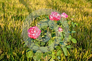 beautiful blooming bright pink roses in the garden near the rice paddy