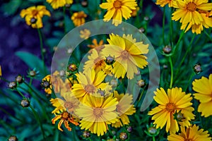 Beautiful blooming bright yellow Coreopsis pubescens, called star tickseed flowers