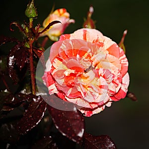 Beautiful blooming Bud. Blooming pink red dressing garden green tea rose.