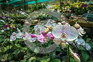 Beautiful blooming and budding white purple Phalaenopsis orchid flower in orchid garden