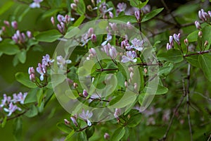 Beautiful blooming bush of Lonicera Tatarica – close-up pink flowers