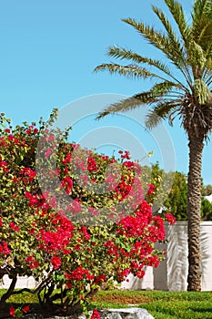 Beautiful blooming bush and palm at tropical resort