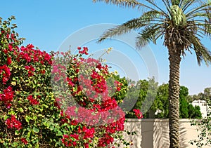 Beautiful blooming bush and palm at tropical resort