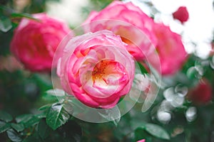 Beautiful blooming bush pink roses in lush greenery