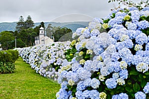 Beautiful blooming bushes of hydrangea flowers. Sete Cidades. Azores