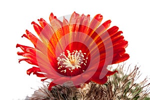 Beautiful blooming cactus flower