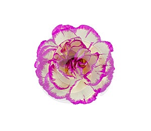 Beautiful blooming carnation flower head