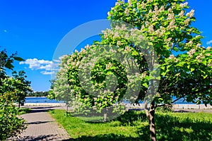 Beautiful blooming catalpa trees in park