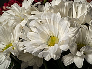 Beautiful blooming chamomile close up. Chamomile flowers.