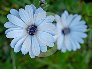 Beautiful blooming chamomile close up. Chamomile flowers.