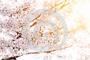 Beautiful blooming cherry blossom [sakura] detail and close up at Springtime is South Korea