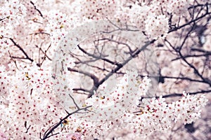 Beautiful blooming cherry blossom [sakura] detail and close up at Springtime is South Korea