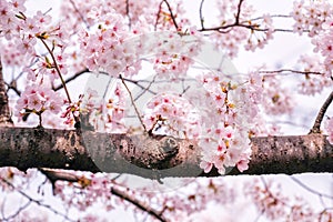 Beautiful blooming cherry blossom [sakura] detail and close up at Springtime is South Korea