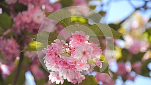 Beautiful blooming cherry blossoms on blue sky background in spring slow motion