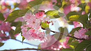 Beautiful blooming cherry blossoms on blue sky background in spring slow motion