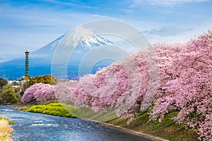Beautiful blooming cherry blossoms with Mount Fuji in the background and a Urui river in the foreground is a popular tourist