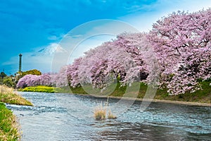 Beautiful blooming cherry blossoms with Mount Fuji in the background and a Urui river in the foreground is a popular tourist