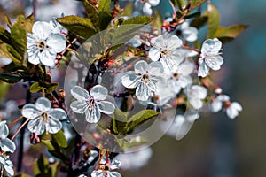 Beautiful blooming cherry close-up