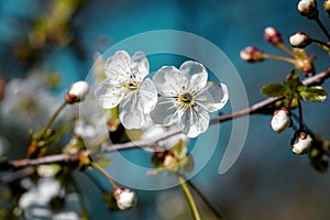 Beautiful blooming cherry close-up