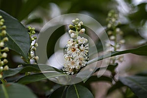 Beautiful blooming cherry laurel in sunny April