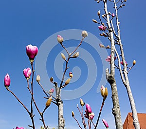 Beautiful blooming cherry tree branches with blue sky background. Lush white cherry blossoms with pink buds closeup. Sakura in