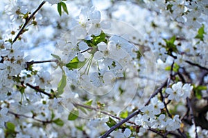 Beautiful blooming cherry tree branches with white buds