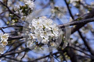 Beautiful blooming cherry tree branches with white buds and flowers