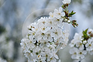 Beautiful blooming cherry tree branches with white buds and flowers