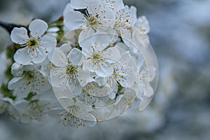 Beautiful blooming cherry tree branches with white flowers