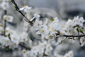 Beautiful blooming cherry tree branches with white flowers