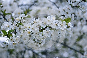 Beautiful blooming cherry tree branches with white flowers