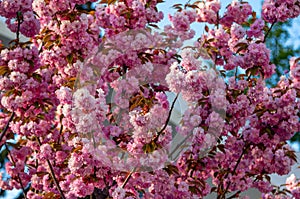 Beautiful blooming cherry tree - sakura branches