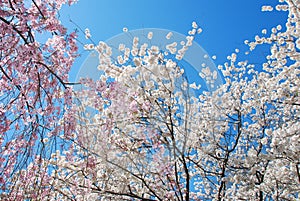 Hermoso floreciente cereza árboles durante primavera 