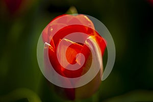 A beautiful blooming closeup red tulip