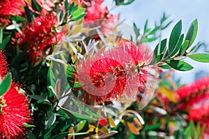 Beautiful blooming crimson bottlebrush outdoors on sunny day, closeup. Tropical plant