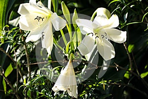 Beautiful blooming Crinum moorei, Amaryllidaceae family \