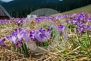 Beautiful blooming crocuses in Chocholowska Clearing, Tatra Mountains, Poland