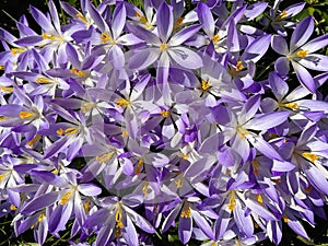 Beautiful blooming crocuses in the sun of springtime