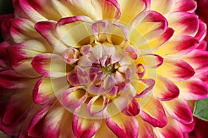 Beautiful blooming dahlia flower as background, closeup