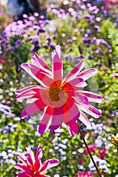 Beautiful blooming dahlia