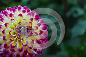 Beautiful blooming dahlia flower in green garden, closeup. Space for text