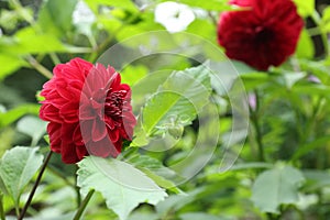 Beautiful blooming dahlia flower in green garden, closeup. Space for text