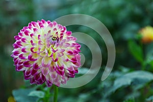 Beautiful blooming dahlia flower in green garden, space for text