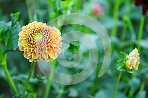 Beautiful blooming dahlia flower in green garden, space for text