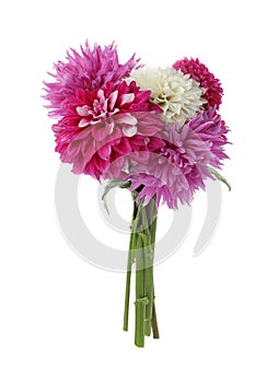 Beautiful blooming dahlia flowers on white background