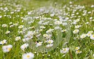 Beautiful blooming daisy field. Spring Easter flowers. Daisy flower background. Summer camomile meadow in the garden